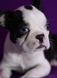 ghsdgh Adorable Boston Terrier puppies available.