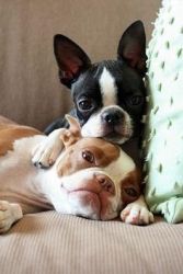Registered & Healthy Boston Terrier Puppies