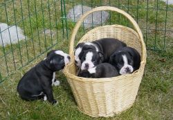 boston Terriers available