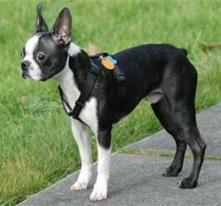 Lovely Boston Terrier Puppies for xmass