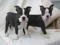 Boston terrier puppies Available