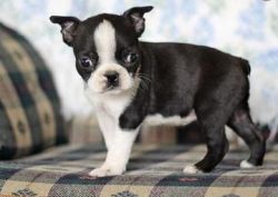 Male And Female Boston Terrier Puppies For Sale