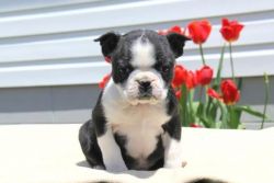 Akc Female And Male Boston Terrier Puppies