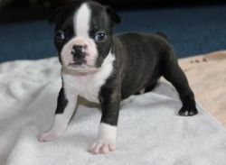 Black and white Boston Terrier puppies for sale