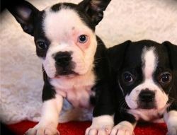 Amazing Male/female Boston Terrier Puppies