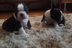 Champion Boston terrier Puppies Available