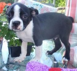 Beautiful Boston Terrier Pups (male And Female)
