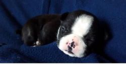 cute bostonterrier puppies for sale