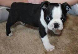 Healthy Boston Terrier Puppies ready