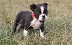 The best breed Boston Terrier puppies for sale