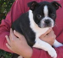 Special Boston Terrier Pups