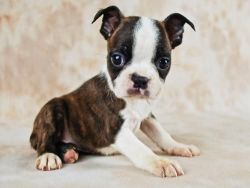 Sweet Boston Terrier Pups For Sale.(xxx) xxx-xxx8