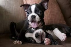 Blue Boston Terrier Puppies (male And Female)