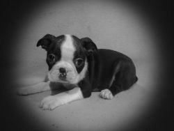 Calm and Gentle Boston terrier Puppies