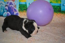 Adorable outstanding Boston Terrier puppies ready