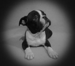 Top Quality Male And Female Boston Terrier Puppies