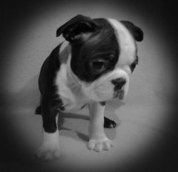 Glorified Boston Terrier Puppies for lovers