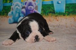 Ghoulish Boston Terrier Puppies for sale