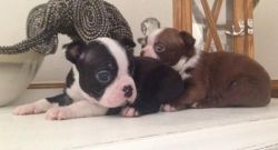 Boston terrier Puppies Available ,
