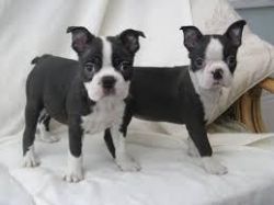 boost Boston Terrier puppies for sale