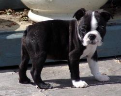 Akc Boston Terrier Puppies For Sale.(xxx) xxx-xxx7