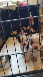 Boston Terrie Puppies Needing Homes