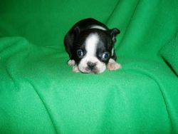 awesome boston terrier puppies available