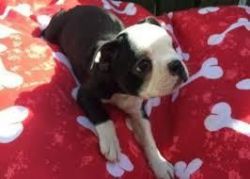 black and white boston terrier pup now avilable