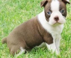 Lovable and Nice Boston Terrier Puppies
