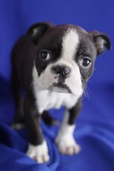 Boston terrier puppies for adoption