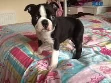 Boston Terriers Puppies M/f Available