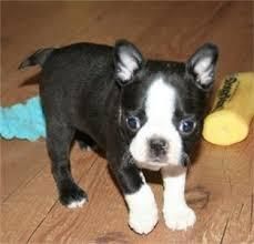 Boston Terrier Puppies Now Available puppies
