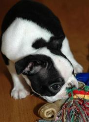 Beautiful Black And White Boston Terrier Puppies