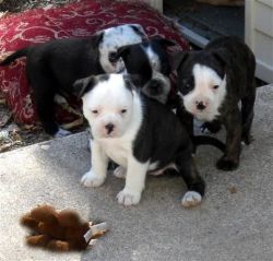 Pedigree Boston Terriers Puppies Now Ready