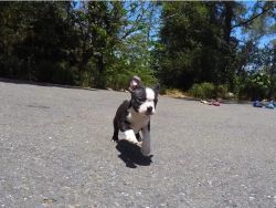 Male And Female Akc Boston Terrier Pup For