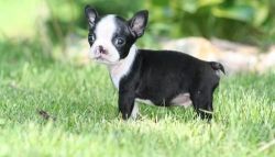 Boston Terrier Puppies $500