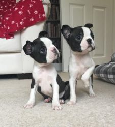 Boston Terrier Puppies Available