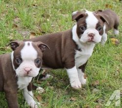 Boston Terrier Puppies Now For You(xxx)xxx-xxxx