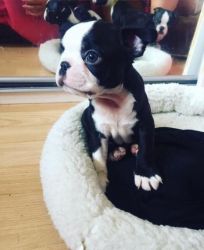 Boston Terriers Male and female