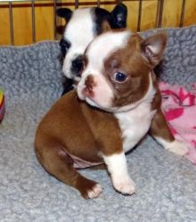 Registered Red And White Boston Terriers