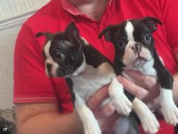 Boston Terrier for puppies