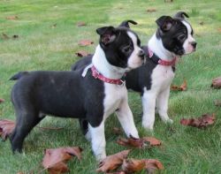 AKc Registered Boston Terrier Puppies