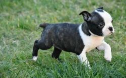 Hereditarily Pra Clear Male Puppies Boston Terrier