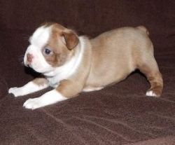 Beautiful Kc Reg Boston Terrier Girl For Sale