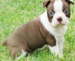 Male and female Boston terrier puppies for sale