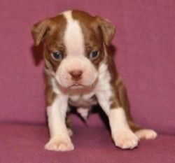 Boston Terrier Puppies Now For You ***