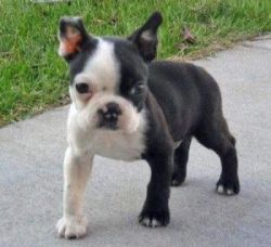 Boston terrier puppies for nice home