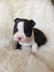boston terier pups available for lovely homes