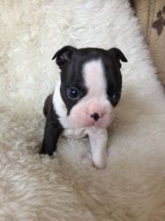 boston terrier pupppies available now