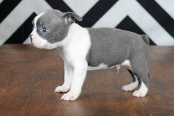 Boston Terrier. Bob And Tailed For New Homes